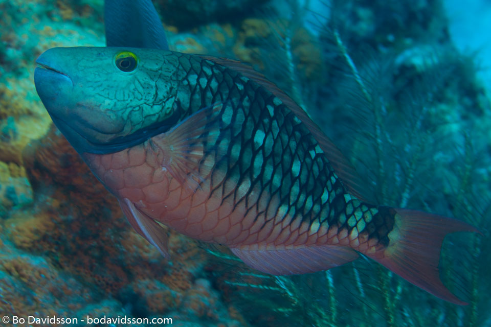 BD-101208-Cozumel-2849-Sparisoma-viride-(Bonnaterre.-1788)-[Stoplight-parrotfish].jpg